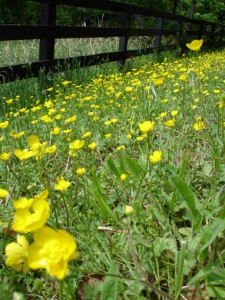 201305-spring-buttercup