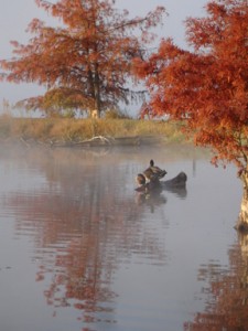 Fall-lake-migrating-ducks