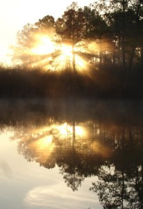 marsh-morning-mist