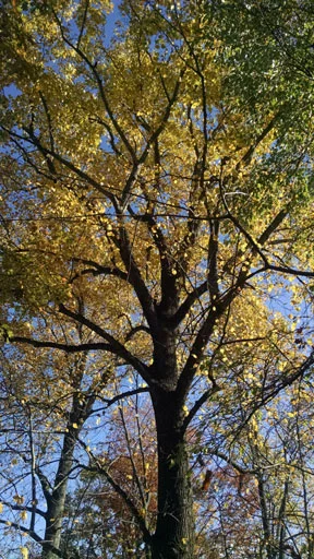 parable-tree-3