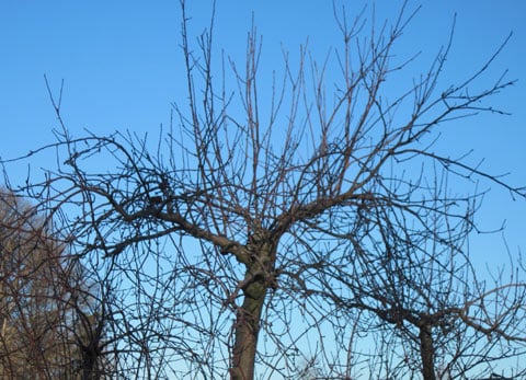 apple-tree-in-winter