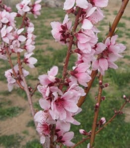 desert-2-flower