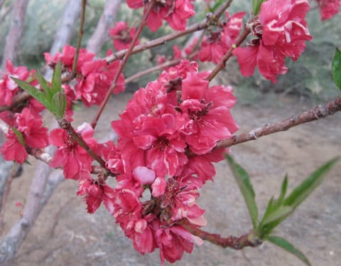 desert-flower