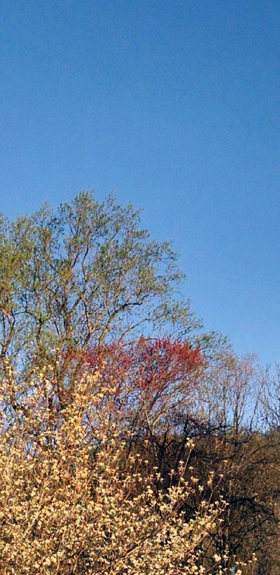 Spring-bud-colors