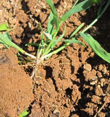 Weed-2-weed-root
