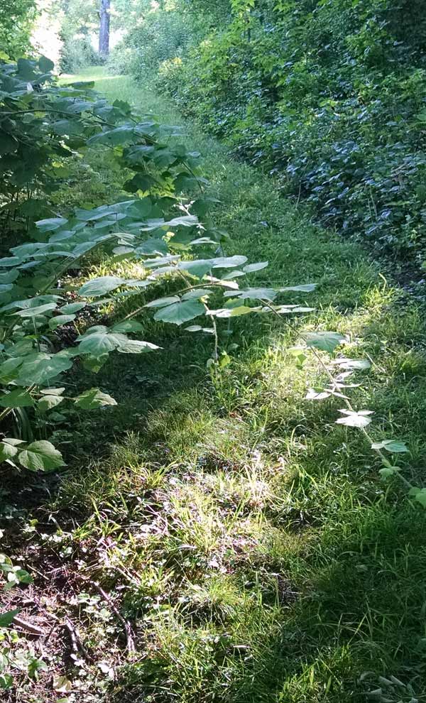 weeding-and-path
