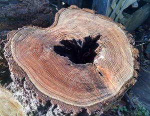 2017-stump-time