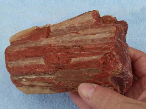 Petrified-Wood-Piece-AZ