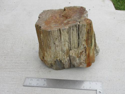 Petrified Wood