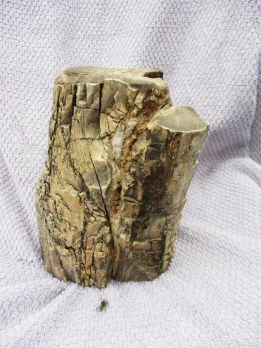 Petrified-Wood-Section-AZ