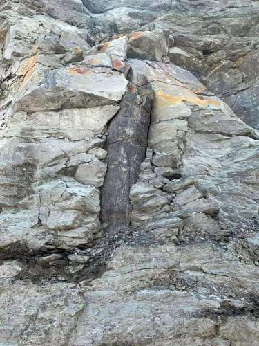 Sedimentary-Rock-Polystrate-Fossil-WV