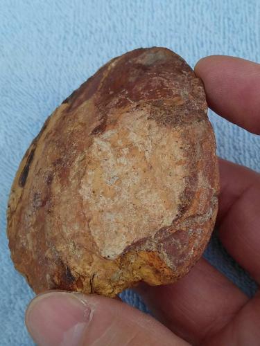 marine-Clam-Fossil-Backside