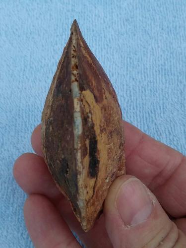 marine-Clam-Fossil-Edge
