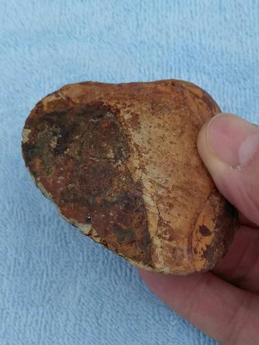 marine-Clam-Fossil-Top