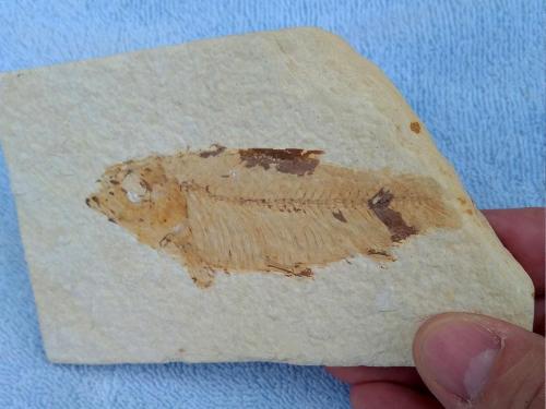 Marine Fossils