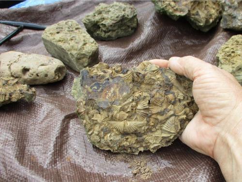 marine-Shell-Fossils-WV-2