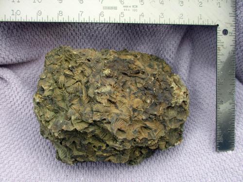 marine-Shell-Fossils-WV